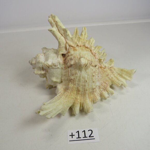REAL Sea Shell Murex Conch with large fingers 6x5.5x4.5" Great Condition - Picture 1 of 11